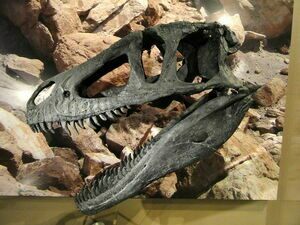 Skull cast of Marshosaurus at the Natural History Museum of Utah, Salt Lake City, Utah